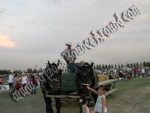 Horse Drawn Carriage Rides  Petting Zoo's & Pony Rides